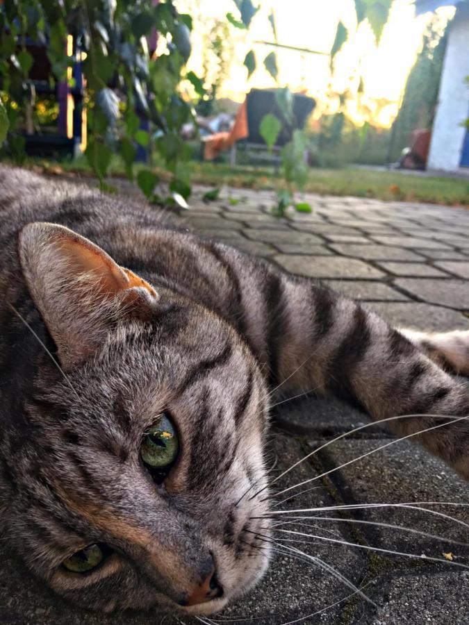 Cat Stone Villa Pisz Buitenkant foto