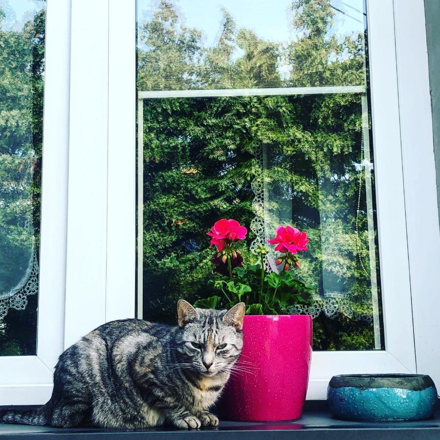 Cat Stone Villa Pisz Buitenkant foto